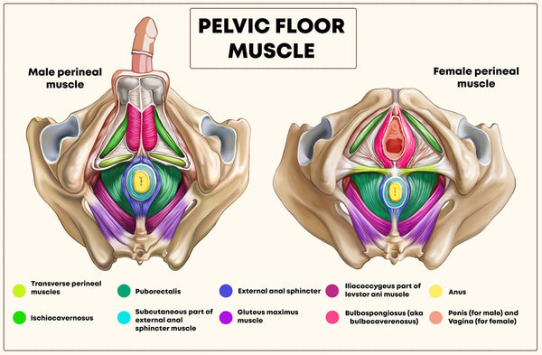 Your Pelvic Floor Muscles