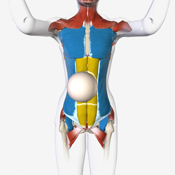 AnatomyU: Abdomen