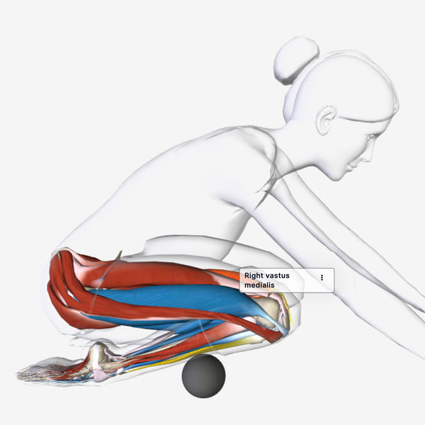 AnatomyU: Anterior Leg & Thigh