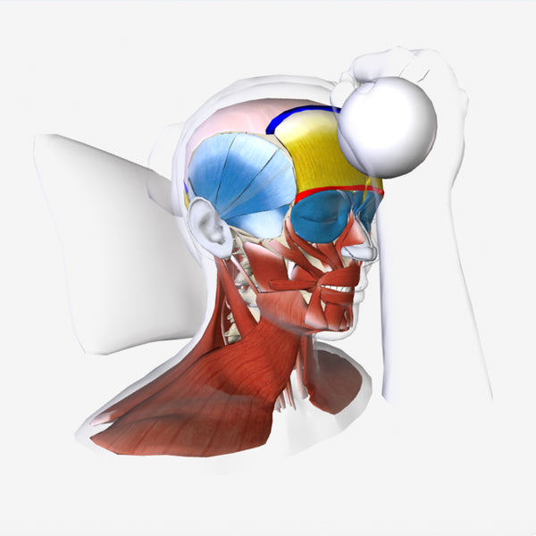 AnatomyU: Face