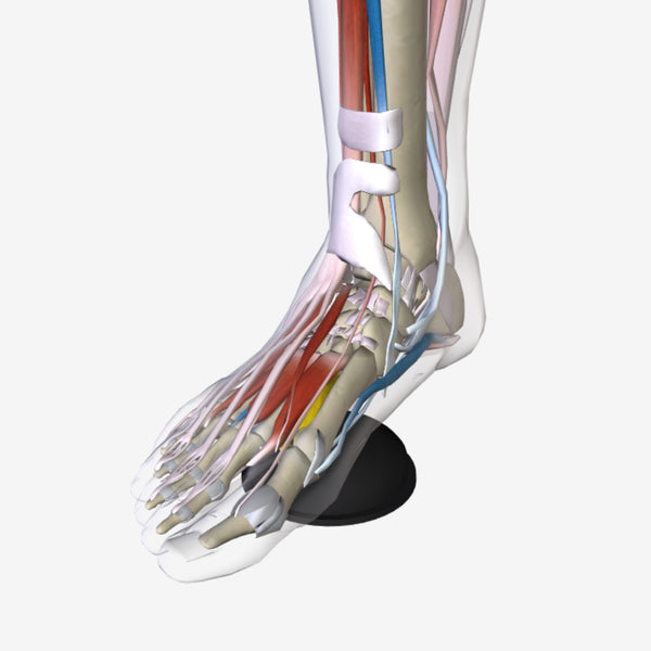 AnatomyU: Foot
