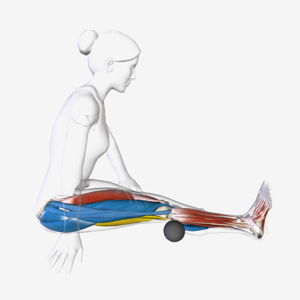 AnatomyU: Posterior Leg & Thigh
